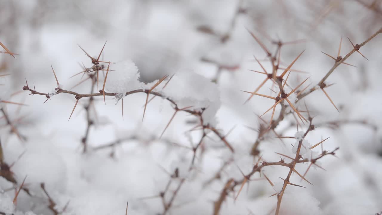 Thorns and Snow