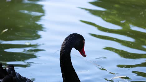 black swan swimming in calm water