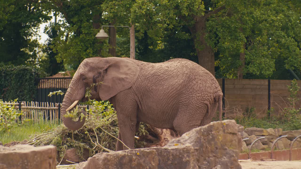 full size elephant wildlife animal in the zoo, close-up view, digital film look