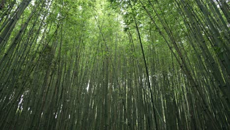 bamboo evergreen forest stem culm evergreen plants jungle dense canopy sapa vietnam