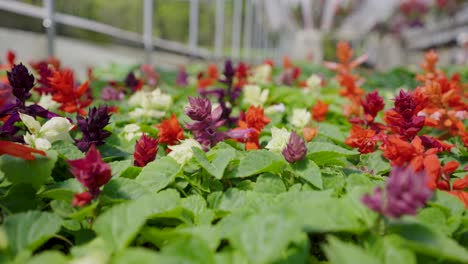 Panorámica-Más-Allá-De-Las-Puntiagudas-Plantas-De-Salvia-En-El-Suelo-Del-Invernadero