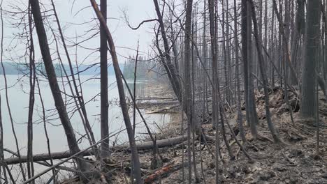 Panoramic-view-of-forest-charred-by-wildfire,-Kirkland-lake-in-background
