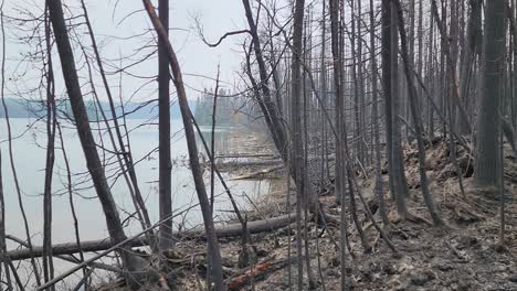 panoramic view of forest charred by wildfire, kirkland lake in background