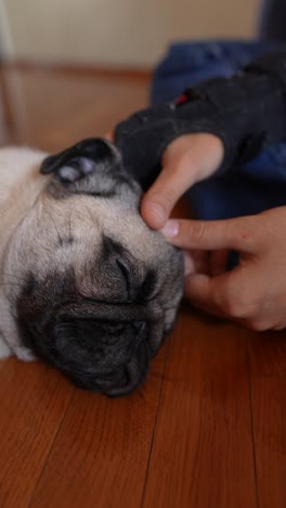 pug resting on wooden floor, being petted by a hand