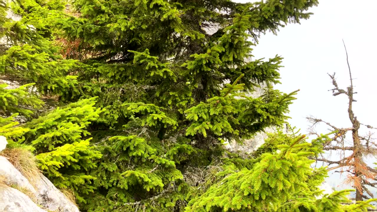 바위 위 에 휴식 하고 있는 우편 비둘기