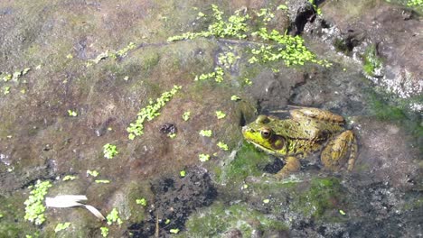 a green frog camouflaged in a north american fresh water pond