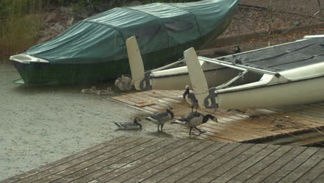Barnacle-Geese-with-goslings-at-small-wooden-boat-ramp-in-pouring-rain