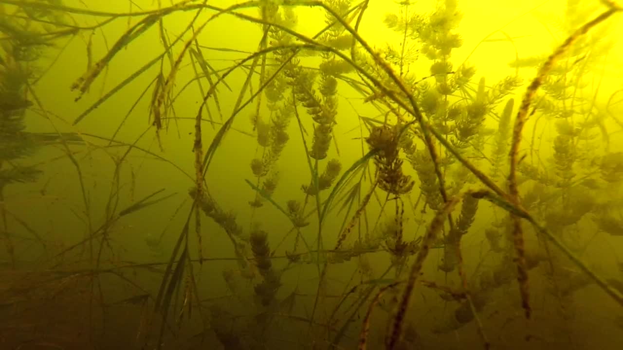 Swimming Under Green Lake With Growing Weeds And Grass Underneath. Underwater