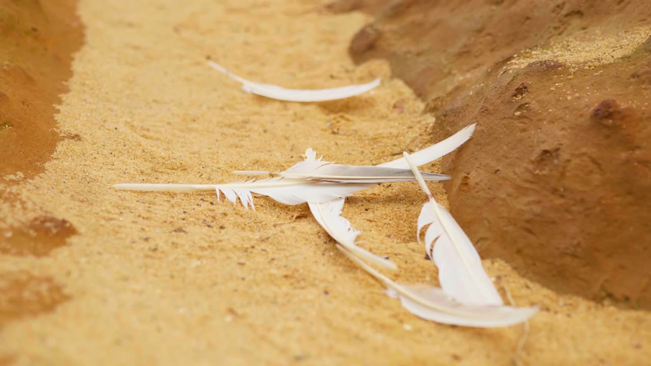 Soft bird feathers scattered along sandy beach, gently moved by wind, capturing delicate textures and natural beauty near the shoreline