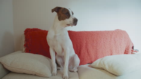 boxer mix puppy hanging out on the couch