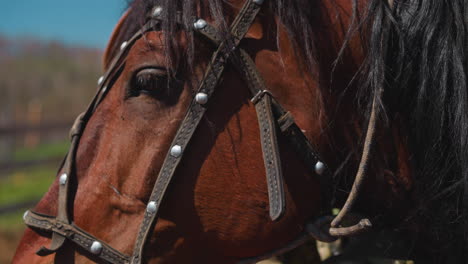 Mature-man-adjusts-harness-and-hugs-horse-at-countryside