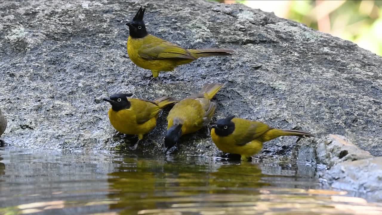 bulbul de cresta negra acicalándose después de un baño en el bosque durante un día caluroso, pycnonotus flaviventris, en cámara lenta