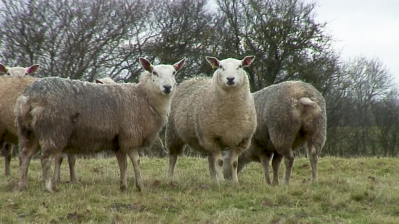 영국의 러틀랜드 카운티에 있는 오크햄 마을 근처 애쉬웰 마을의 위센딘 도로에서 떨어져 있는 들판에 서 있는 성인 양
