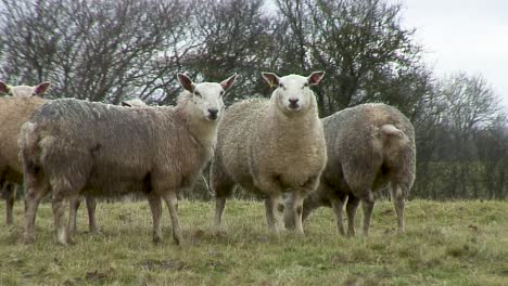 Ovejas-Adultas-De-Pie-En-Un-Campo-Fuera-De-La-Carretera-De-Whissendine-En-El-Pueblo-De-Ashwell-Cerca-De-La-Ciudad-De-Oakham-En-El-Condado-De-Rutland-En-Inglaterra-En-El-Reino-Unido