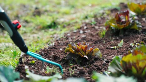 Salad-is-tended-by-the-gardener