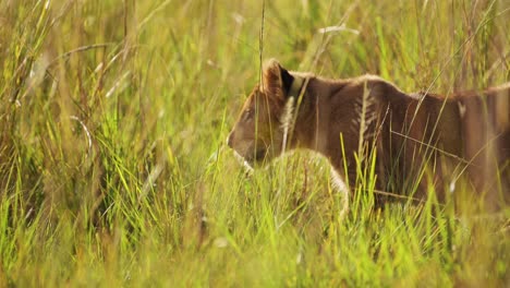 slow motion of african safari wildlife, cute lion cub small baby animals in masai mara, kenya, africa, small young lions stalking prowling and playing in long savannah grasses in maasai mara