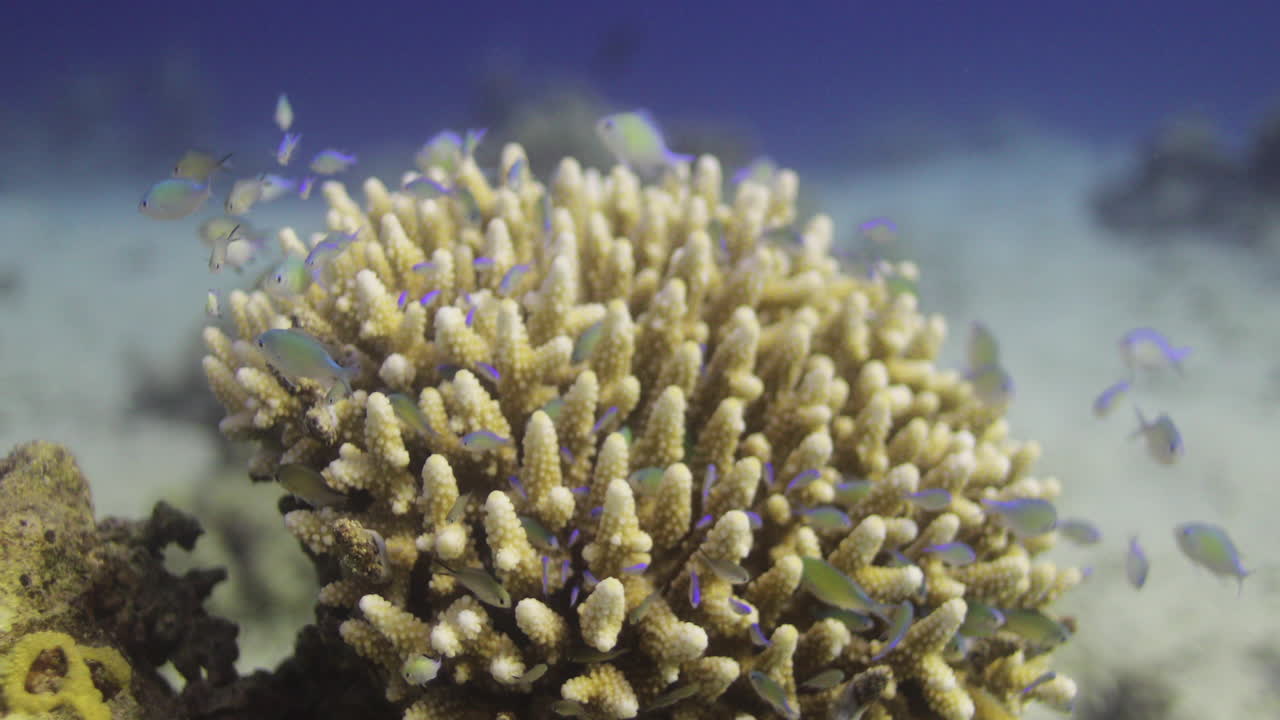 Acropora coral in the Reef, known as table coral, elkhorn coral, and staghorn coral