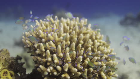 Acropora-coral-in-the-Reef,-known-as-table-coral,-elkhorn-coral,-and-staghorn-coral