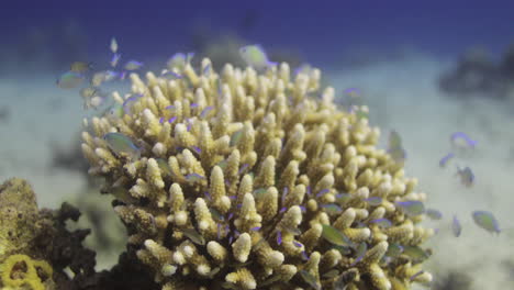 acropora coral in the reef, known as table coral, elkhorn coral, and staghorn coral