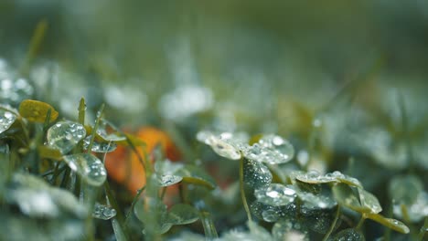 a macro shot of clover leaves and grass beaded with raindrops