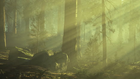 sunlight filters through ancient trees in a tranquil forest setting