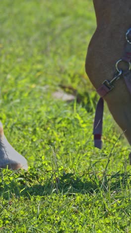 caballos marrones en la granja de caballos