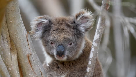 cerca de un oso koala soñoliento en un árbol en la isla canguro en australia