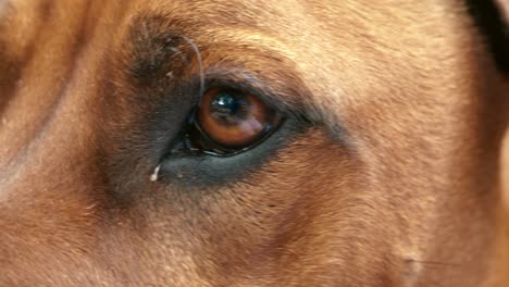 dog eye closeup