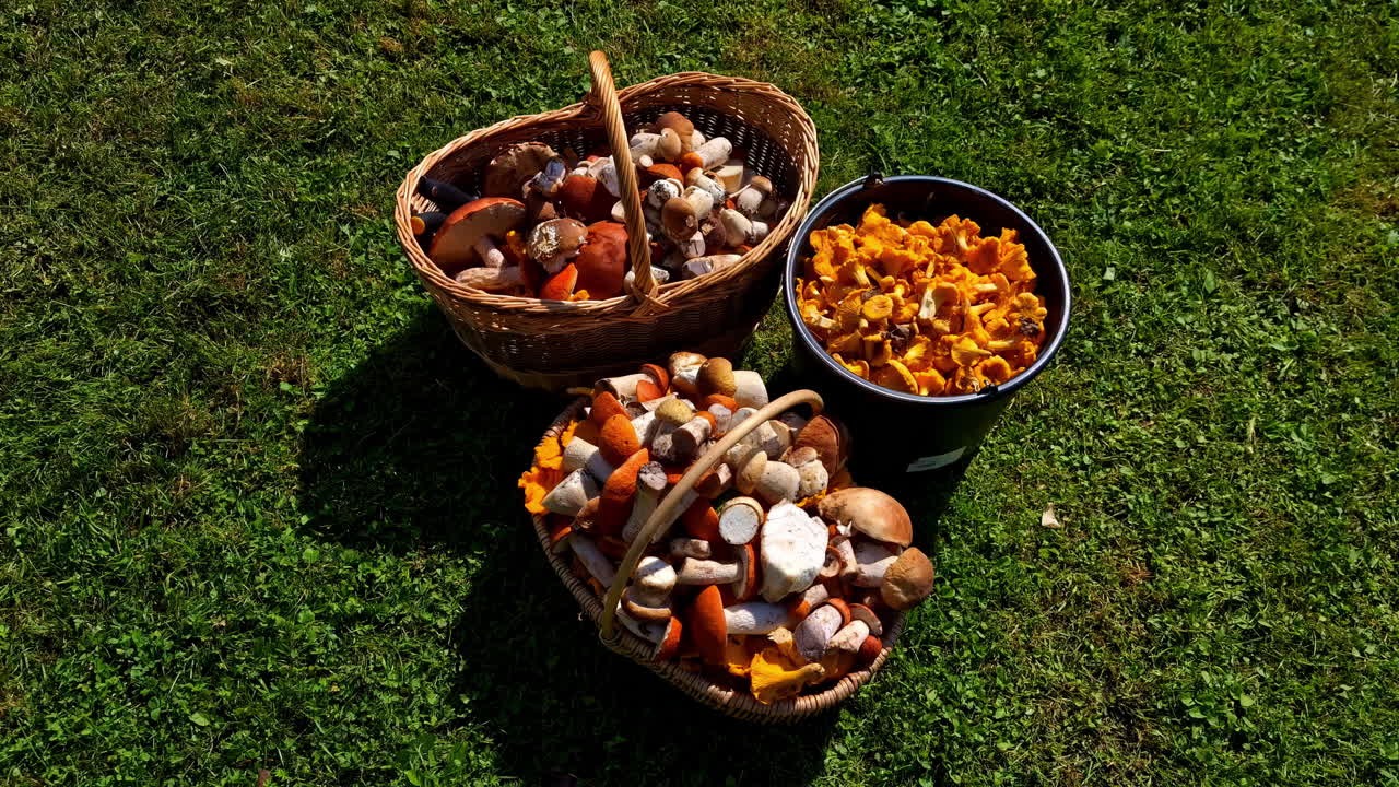 Tre cesti pieni di una varietà di funghi raccolti durante una gita di ricerca nel bosco in una giornata di sole.