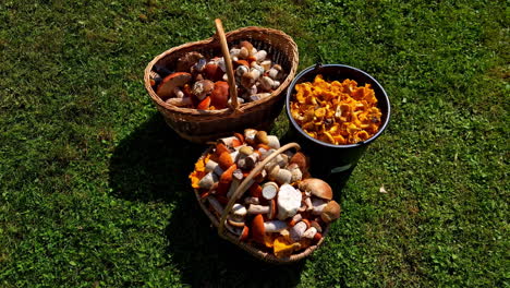 three baskets filled with a variety of basket mushrooms collected during a foraging trip in the forest on a sunny day