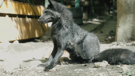 Silberfuchs-Sitzt-Und-Kratzt-Sich-An-Einem-Sonnigen-Tag-Im-Zao-Fuchsdorf-In-Miyagi,-Japan