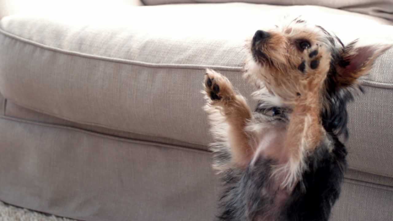 작은 강아지 키우는