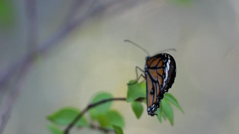 butterfly perched on leaves in a park