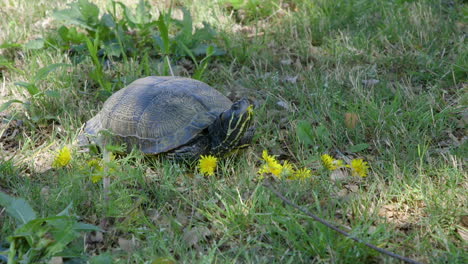 closeup of a yellow-bellied slider, adult turtle waiting in the grass on a sunny day