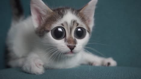 funny surprised cat with big eyes. curious kitten is shocked and playing lovely.