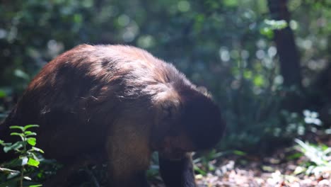 close-up footage of monkey picking out tasty treats on ground in forest. animals in safari park, south africa