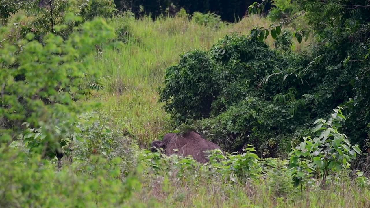 Asya filleri nesli tükenmekte olan türlerdir ve aynı zamanda Tayland'ın yerli sakinleridir