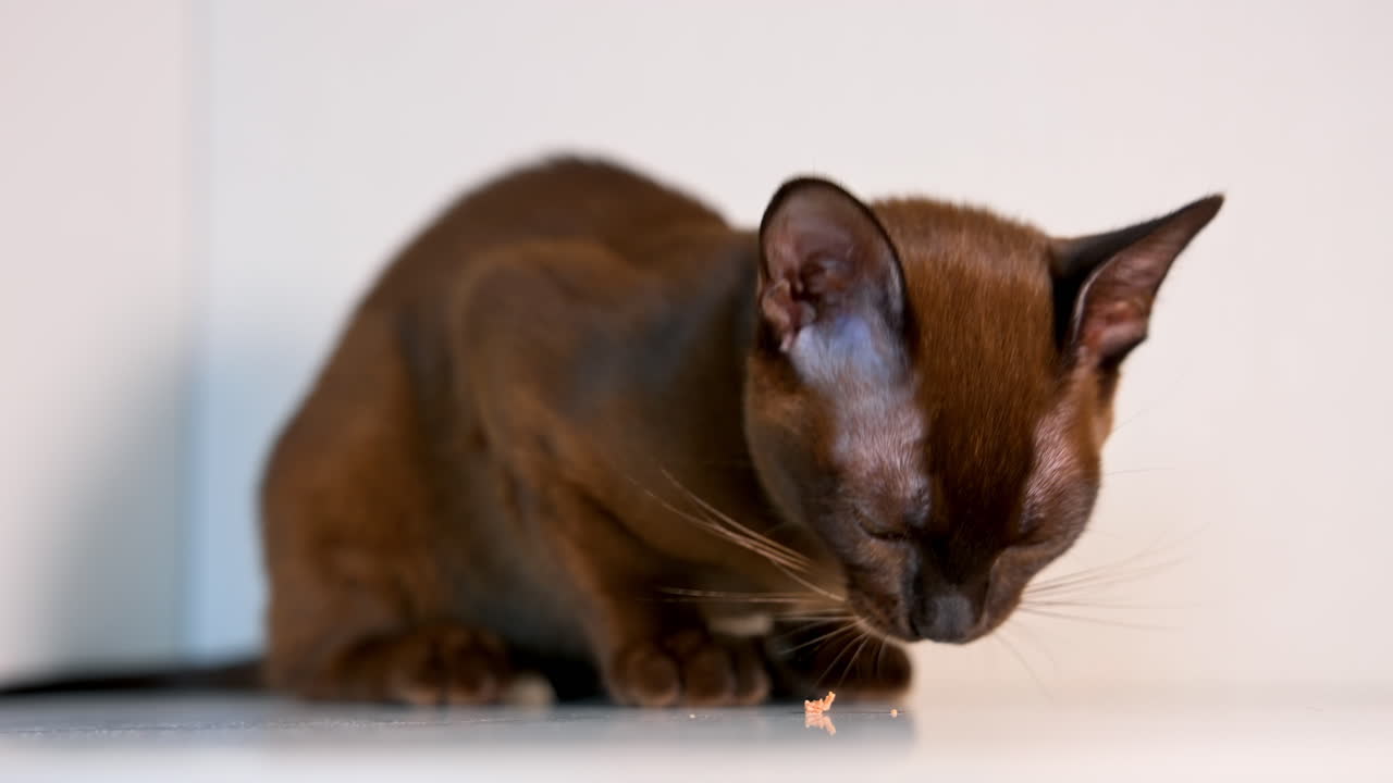 Brown burmese cat eats. Portrait of pedigree kitten is eating. Domestic pet isolated on white. Adorable purebred animal indoors.