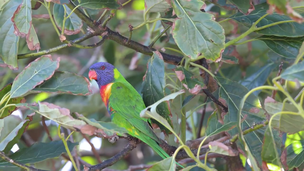 Un vivace lorichetto arcobaleno si posa tra foglie verdi, guardandosi intorno alla luce naturale del giorno.