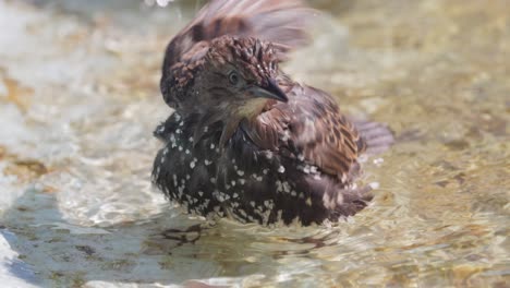 el estornino escapa del calor y nada en un estanque. el estornillo común (sturnus vulgaris), también conocido como el estornillo europeo en américa del norte.