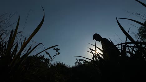 Silhouettierter-Reisender,-Der-Sich-Durch-Hohe-Vegetation-Im-Hügeligen-Dschungel-Wundert