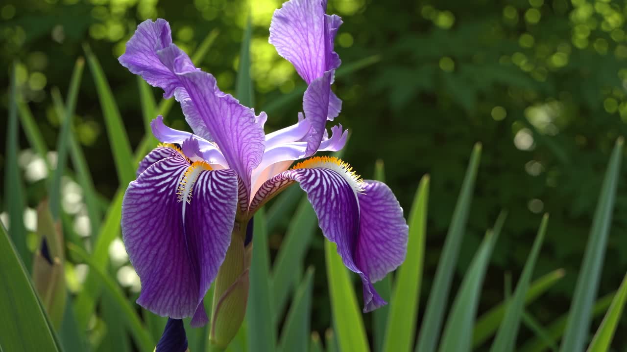 Close-upvideo van een levendige paarse irisbloem in natuurlijk licht, met een achtergrond met zachte focus