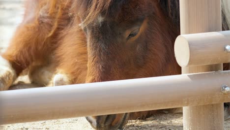 young pony horse resting on the seoul zoo park in gwacheon, south korea