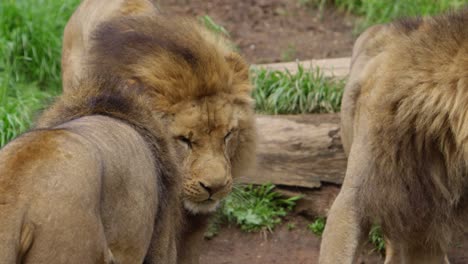 male lion shaking his head and mane slow motion