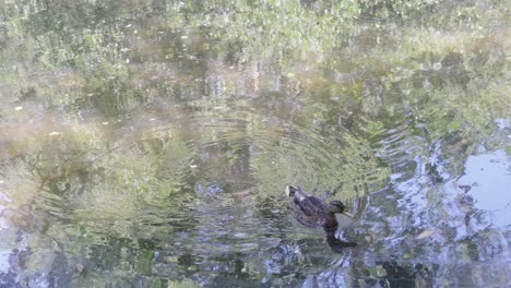 un solo pato remando en una pequeña piscina de agua con el reflejo del follaje