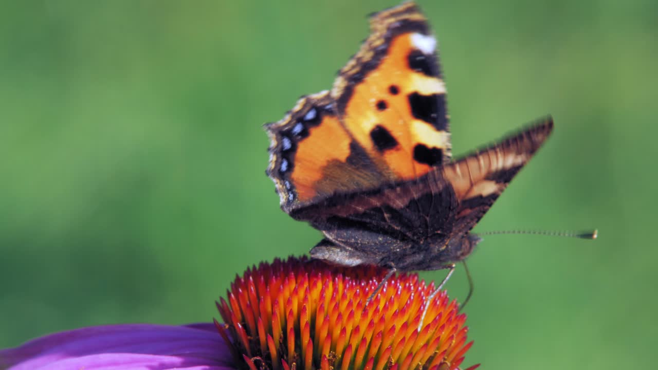 Una farfalla vanessa dell'ortica si posa su un fiore conico viola mangiando polline e impollinandolo.