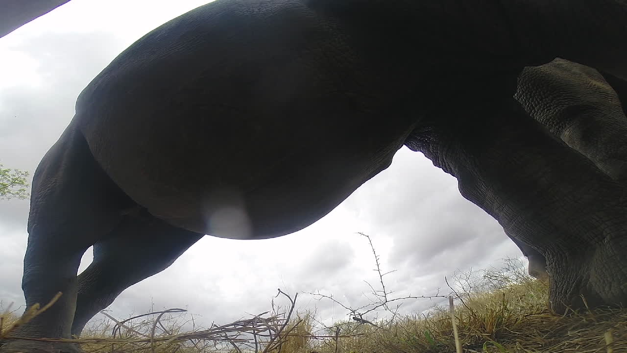 남부 흰 코뿔소의 충돌은 땅 위의 고프로 근처에서 아무렇지도 않게 풀을 뜯고, 흐린 하늘, 동물의 배를 시각적으로 보여줍니다.