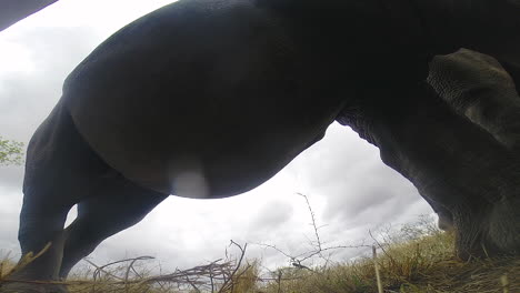 un choque de rinocerontes blancos del sur pasta casualmente muy cerca de una gopro en el suelo, cielos nublados, imagen del vientre de los animales.