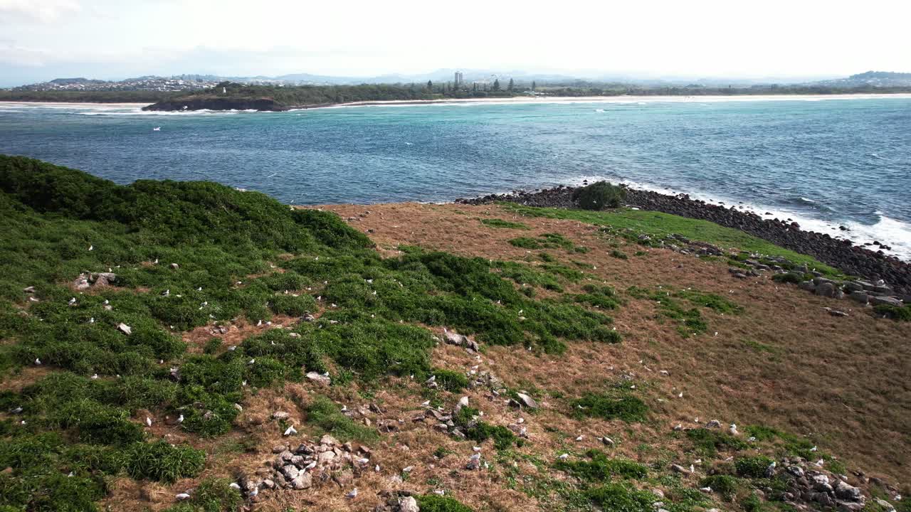 Seagulls At Cook Island In The Northern Rivers Near Byron Bay In New South Wales, Australia. - aerial shot