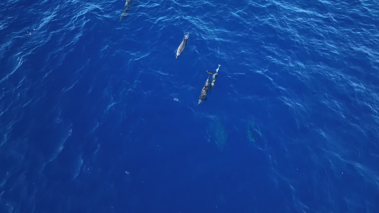 A Pod Of Dolphins Swimming Just Below The Surface Of The Water In Maui